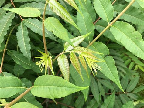 樁樹|香椿 Toona sinensis